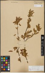 Foto von Salix triandra subsp. triandra L.